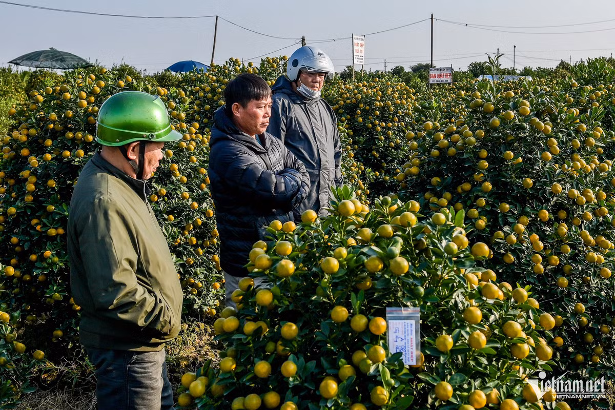Vua quat lon nhat Nam Dinh tat bat vao vu, thu ve tien ty-Hinh-4