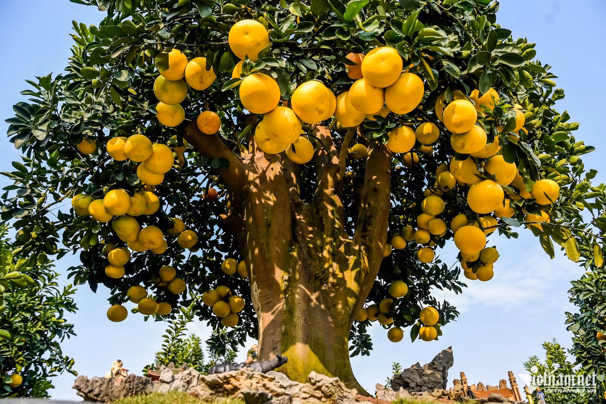 “Gốc bưởi này khoảng hơn 100 tuổi. Cây cao 4m, tán rộng gần 4m. Đặc biệt, cây mang hơn 200 quả bưởi chín vàng tự nhiên, không cấy ghép. Cây được trồng trong vườn 3 năm, sau đó chuyển vào chậu chăm sóc thêm 2 năm mới ra quả”, anh Chính cho hay.