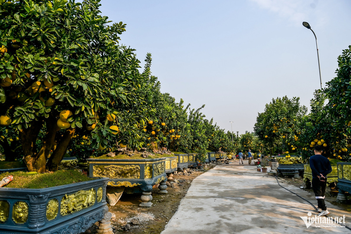 Ngoài những gốc bưởi hàng trăm triệu, khu vườn của gia đình anh Chính còn có nhiều dáng cây độc đáo khác như thế trực, tam đa, ngũ phúc, dáng huyền, bàn trà,... Những dáng cây này không chỉ đẹp mắt mà còn mang ý nghĩa phong thủy tốt lành, thu hút những người yêu thích cây cảnh từ khắp nơi đến chọn mua về trưng Tết Nguyên đán 2025.