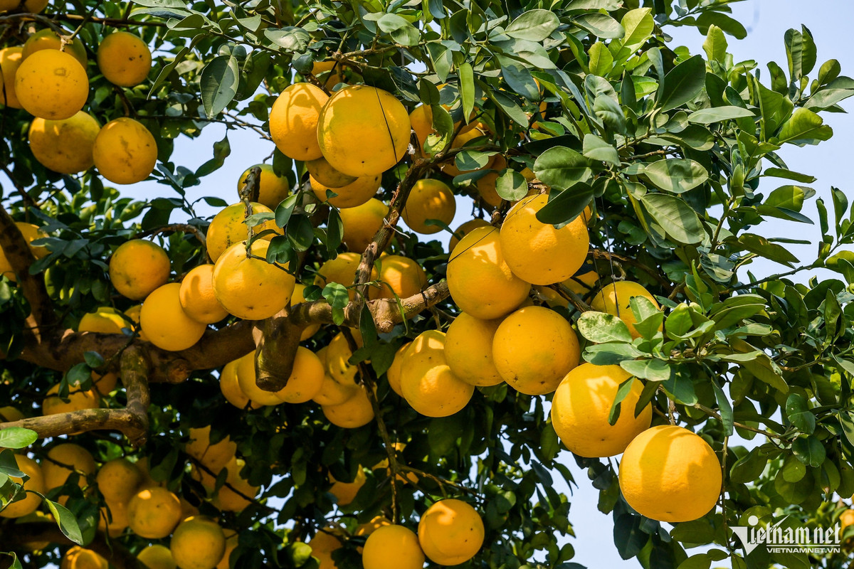 Anh Chính cho hay, việc chăm sóc cây cảnh - đặc biệt là cây ăn quả - đòi hỏi sự tỉ mỉ và kiên nhẫn, bởi để bắt được quả rất khó, phụ thuộc hoàn toàn vào thời tiết. Trời càng nắng nhiều, tỷ lệ đậu quả càng cao. Yếu tố quan trọng không kém là phải chăm sóc cây thật khỏe, hoa mới to, nhờ đó quả mới đạt kích thước lớn, đều, bóng đẹp.