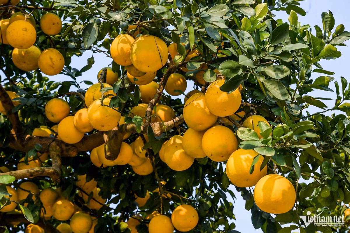 Anh Chính cho hay, việc chăm sóc cây cảnh - đặc biệt là cây ăn quả - đòi hỏi sự tỉ mỉ và kiên nhẫn, bởi để bắt được quả rất khó, phụ thuộc hoàn toàn vào thời tiết. Trời càng nắng nhiều, tỷ lệ đậu quả càng cao. Yếu tố quan trọng không kém là phải chăm sóc cây thật khỏe, hoa mới to, nhờ đó quả mới đạt kích thước lớn, đều, bóng đẹp.