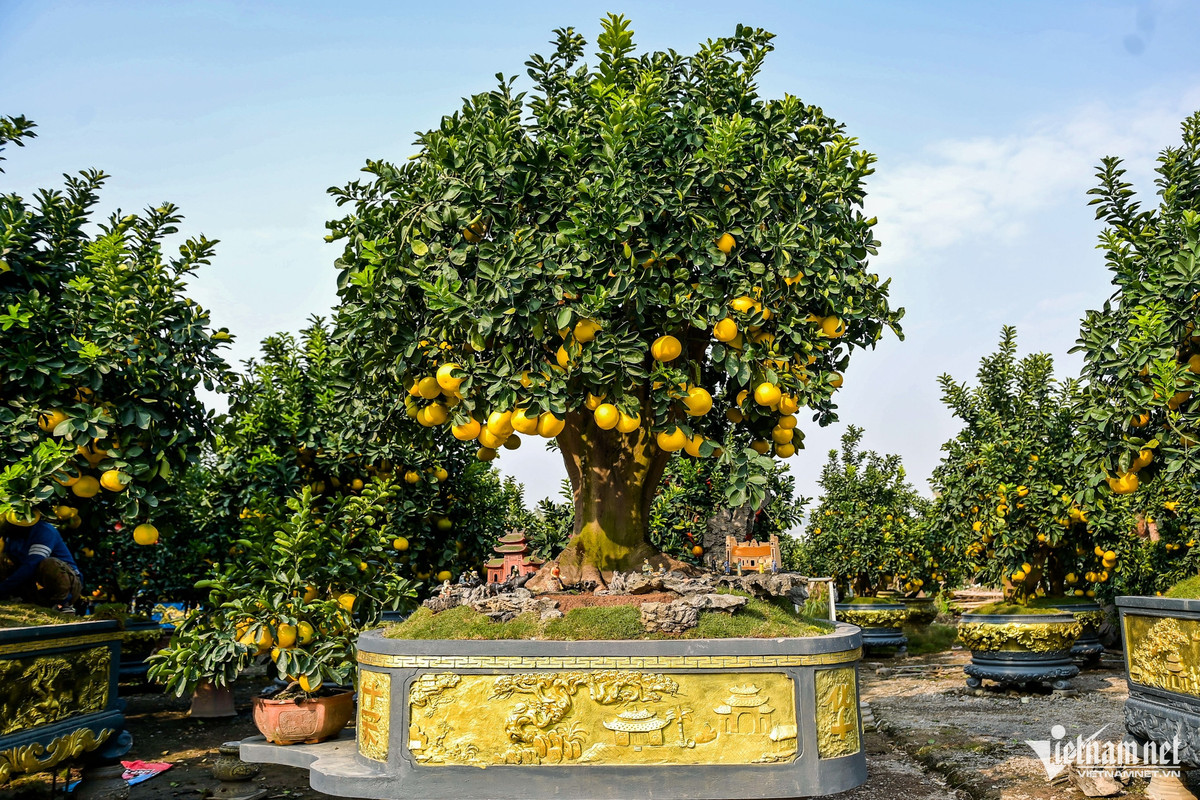 Một cây bưởi độc đáo khác trong vườn của anh Chính có tên gọi là “Cội nguồn quê hương”, được anh định giá 650 triệu đồng. Cây có thế dáng làng, bóng tán rộng, gợi hình ảnh cây đa cổ thụ che chở xóm làng.