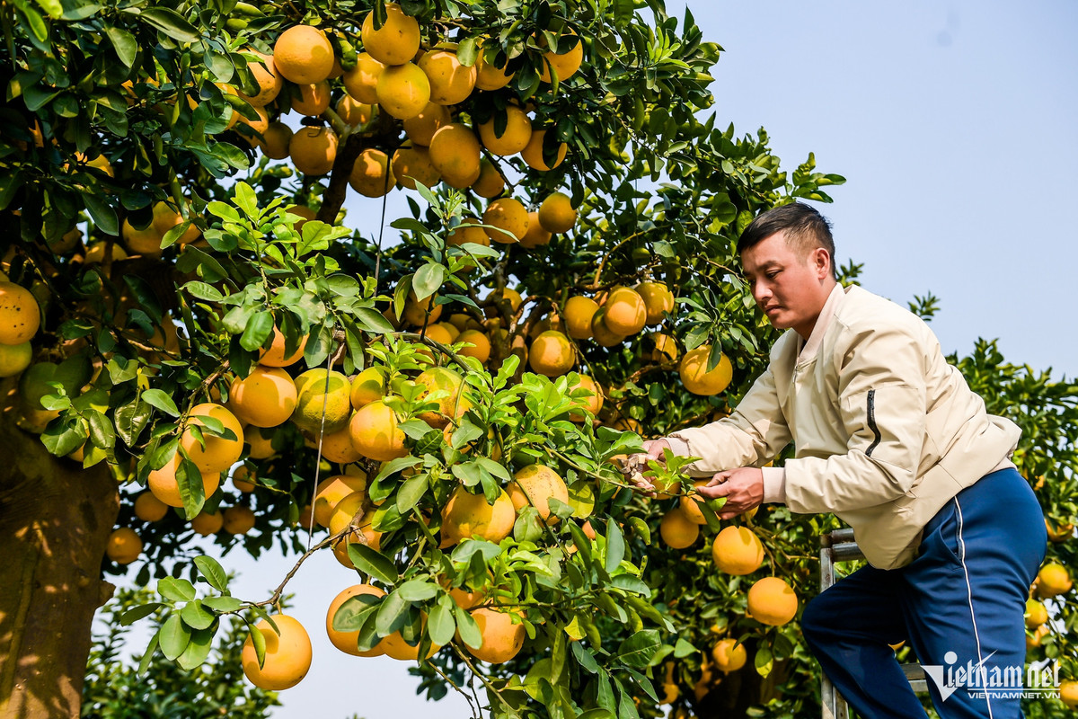 Anh Chính chia sẻ, mặc dù cây bưởi đã có người trả giá gần 600 triệu nhưng anh chưa đồng ý bán mà mong đợi mức giá xứng đáng hơn.