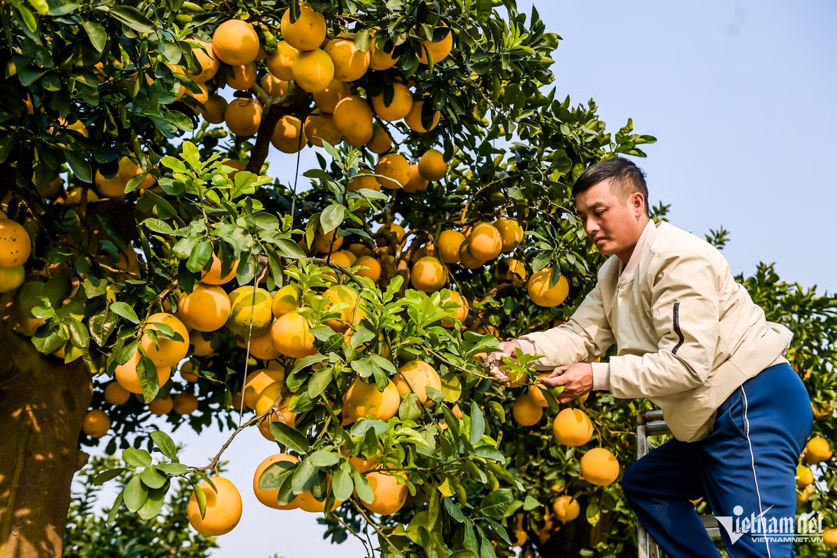 Anh Chính chia sẻ, mặc dù cây bưởi đã có người trả giá gần 600 triệu nhưng anh chưa đồng ý bán mà mong đợi mức giá xứng đáng hơn.