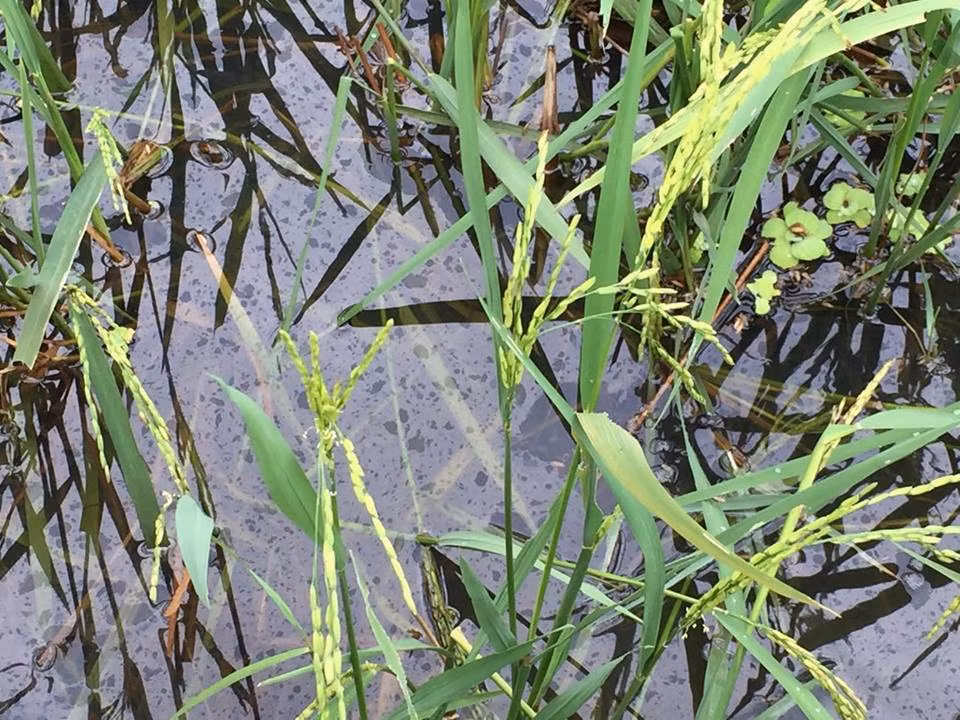 Quang Ninh: Dau tran theo nuoc mua xuong dong ruong, dan buc xuc-Hinh-8