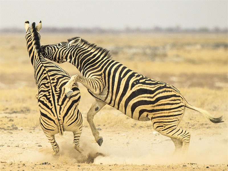 Cuộc đại chiến tưởng chừng như sẽ sớm chấm dứt khi một trong hai con bị thất thế. 