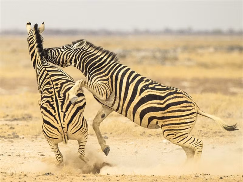 Cuộc đại chiến tưởng chừng như sẽ sớm chấm dứt khi một trong hai con bị thất thế. 