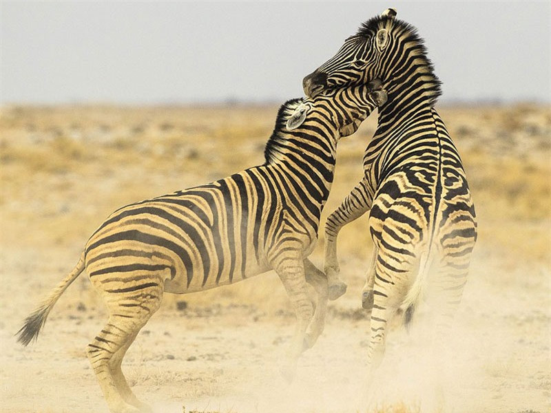 Tuy nhiên, đa số các cuộc đấu đá này đều không để lại chấn thương nặng cho đối thủ.