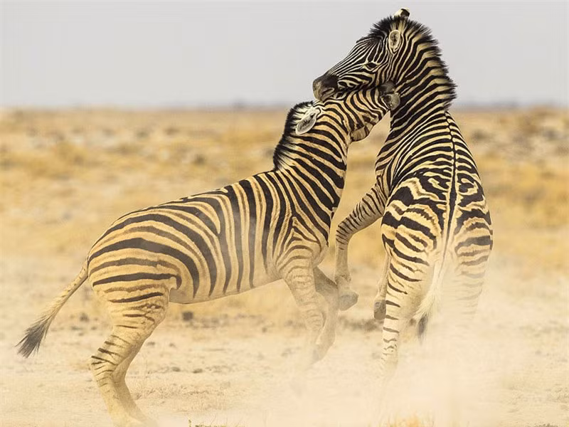 Tuy nhiên, đa số các cuộc đấu đá này đều không để lại chấn thương nặng cho đối thủ.