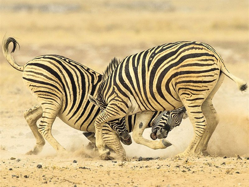 Sau đó, cả hai tiếp tục lao vào tấn công nhau. 