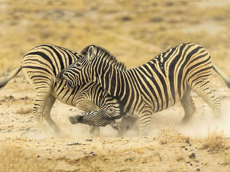 Vì cạnh tranh lãnh thổ tại hồ nước Salvadora tại Công viên quốc gia Etosha ở Namibia mà hai con ngựa vằn đực đã nổi giận và lao vào tấn công đối thủ. Hai con ngựa vằn đứng thẳng trên đôi chân của chúng để cổ gắng cắn vào cổ đối phương. 