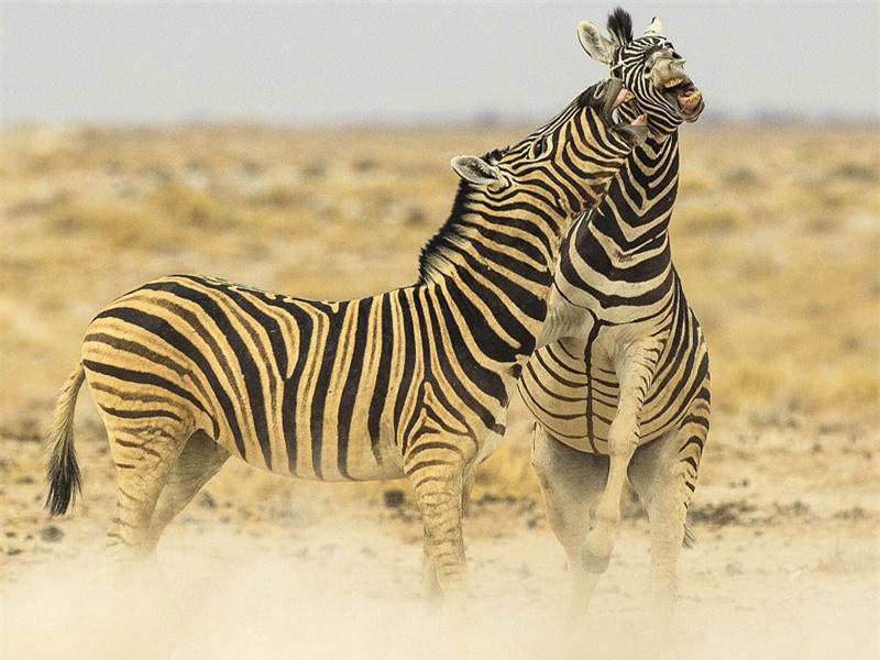 Theo nhiếp ảnh gia Marianne Berger, việc ngựa vằn tấn công nhau rất hay xảy ra khi chúng tranh chấp lãnh thổ. 