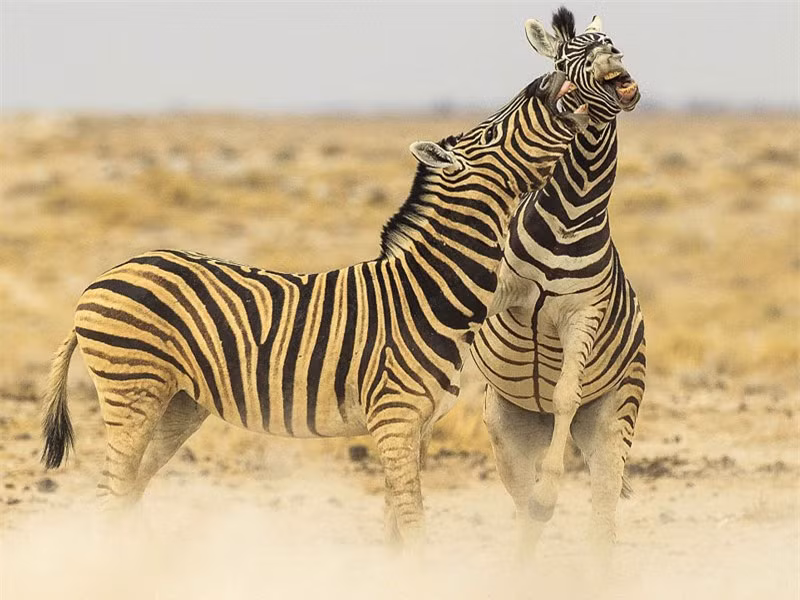 Theo nhiếp ảnh gia Marianne Berger, việc ngựa vằn tấn công nhau rất hay xảy ra khi chúng tranh chấp lãnh thổ. 