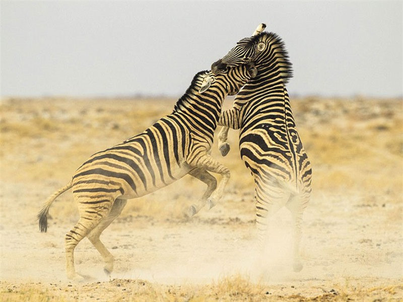 Trong một lần đi chụp ảnh động vật hoang dã tại vườn quốc gia Etosha, nhiếp ảnh gia Marianne Berger đã vô tình được chiêm ngưỡng một cuộc đại chiến nảy lửa giữa hai con ngựa vằn đực. Sau đó, cô đã lấy máy ảnh ra và ghi lại toàn bộ màn “đấu đá” này.