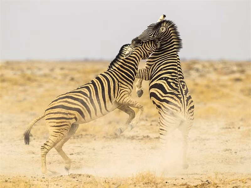 Trong một lần đi chụp ảnh động vật hoang dã tại vườn quốc gia Etosha, nhiếp ảnh gia Marianne Berger đã vô tình được chiêm ngưỡng một cuộc đại chiến nảy lửa giữa hai con ngựa vằn đực. Sau đó, cô đã lấy máy ảnh ra và ghi lại toàn bộ màn “đấu đá” này.