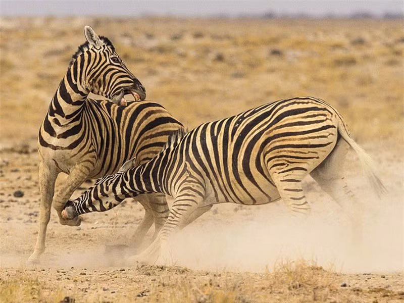 Thế nhưng, nó đã nhanh chóng đứng dậy và tiếp tục cuộc đại chiến với đối thủ.