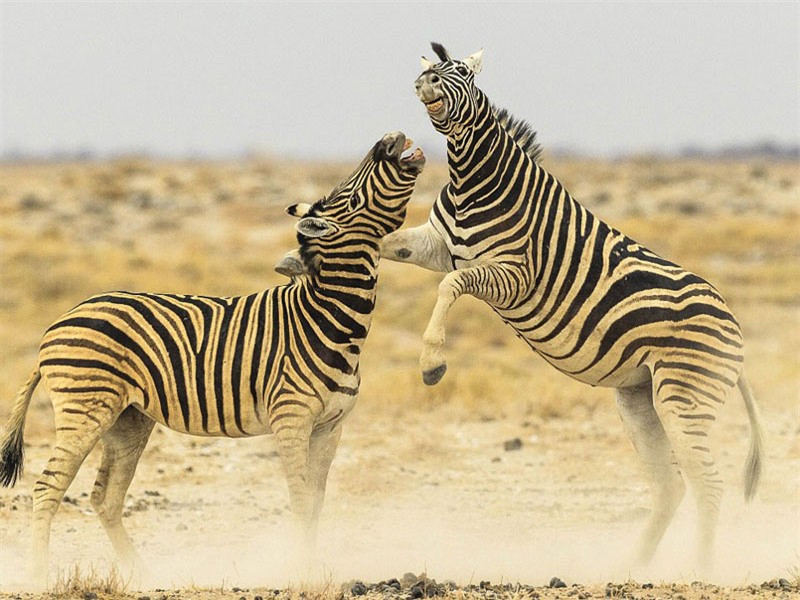 Ngoài ra, những con ngựa đực cũng sẵn sàng lao vào nhau để phô diễn sức mạnh trong mùa giao phối.