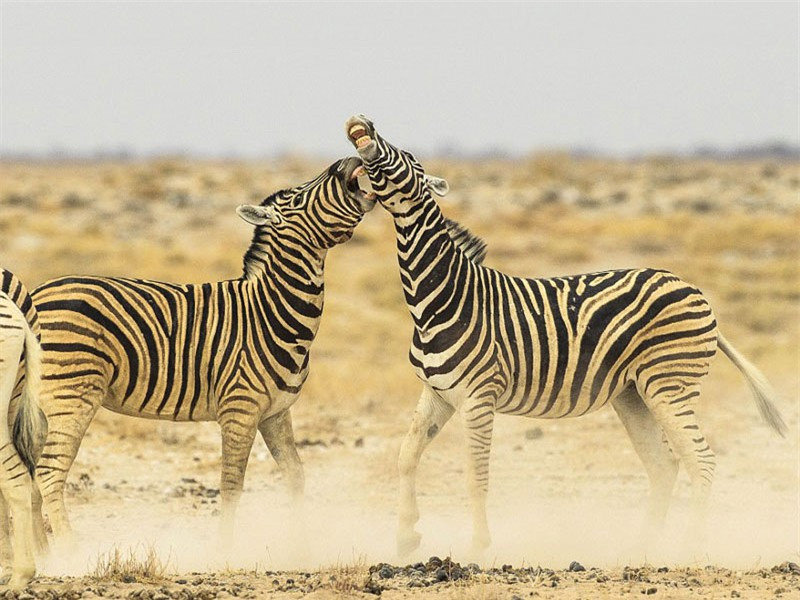 Những con ngựa vằn khác thản nhiên nhìn đồng loại đại chiến.