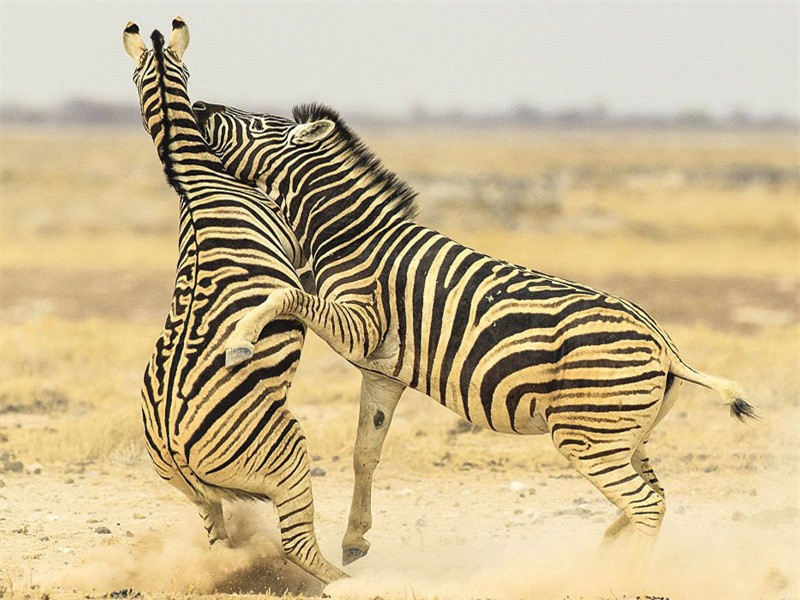 Bởi vì ngựa vằn là loài ăn cỏ, chúng không hề có răng nanh sắc nhọn như các loài động vật ăn thịt.