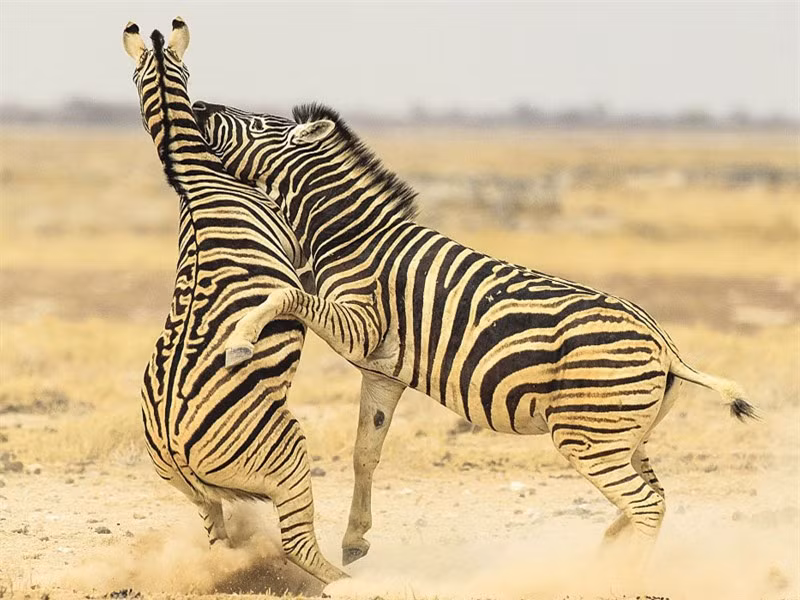 Bởi vì ngựa vằn là loài ăn cỏ, chúng không hề có răng nanh sắc nhọn như các loài động vật ăn thịt.