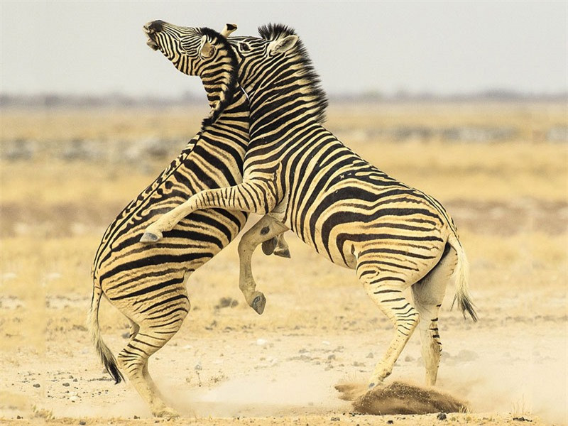 Tuy vậy, nó vẫn không thể tránh được phát cắn thứ hai từ đối thủ và nó tỏ ra cực kỳ đau đớn.