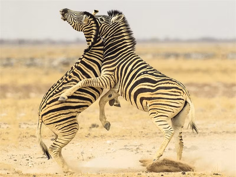 Tuy vậy, nó vẫn không thể tránh được phát cắn thứ hai từ đối thủ và nó tỏ ra cực kỳ đau đớn.