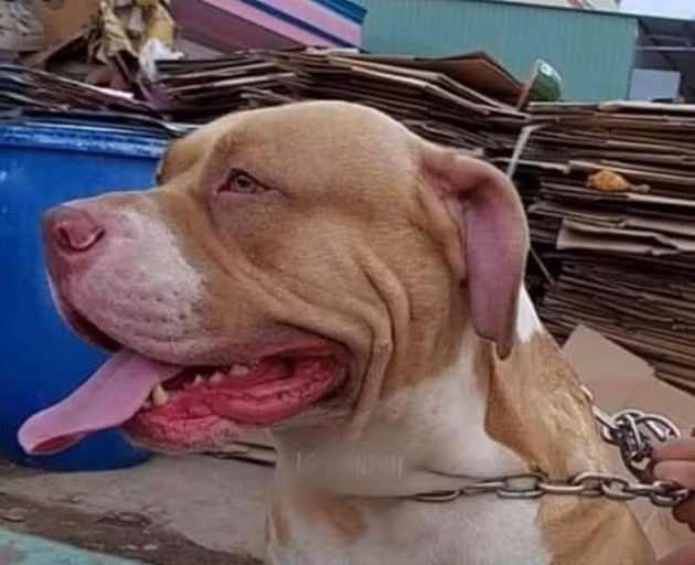  Chó Pitbull cắn chết người, chủ cũng bị cắn nguy kịch: Khuya 20/5, anh H.T.H. (37 tuổi, trú huyện Tân Trụ, tỉnh Long An) dẫn con chó Pitbull nặng hơn 60 kg nuôi trong nhà đi đến xã Nhị Thành uống cà phê. Lúc này, có một thanh niên được cho là bạn anh H. kéo ghế đến ngồi chung bàn để nói chuyện. Bất ngờ, anh này bị con chó Pitbull tấn công dẫn đến tử vong. Anh H. lao đến can ngăn nhưng bị con chó cắn thương nặng.