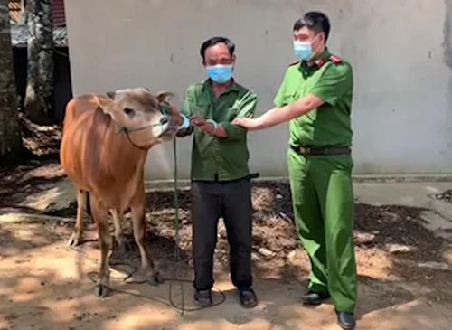  Trộm trâu bò cạnh nơi bầu cử: Ngày 23/5, tại tiểu khu 66 (thị trấn Nông Trường Mộc Châu, huyện Mộc Châu, tỉnh Sơn La), trong lúc đang phối hợp với Công an huyện Vân Hồ làm nhiệm vụ bảo vệ bầu cử đại biểu Quốc hội khóa XV và đại biểu HĐND các cấp nhiệm kỳ 2021-2026, tổ công tác Công an huyện Mộc Châu đã phát hiện và bắt quả tang Giàng A Thào (SN 1983, trú tại địa phương) về hành vi trộm cắp tài sản. 