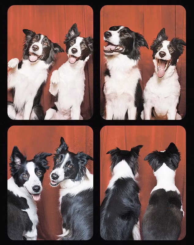 Jack và Marino hóa thân thành những kẻ hát rong trong chương trình tạp kỹ.