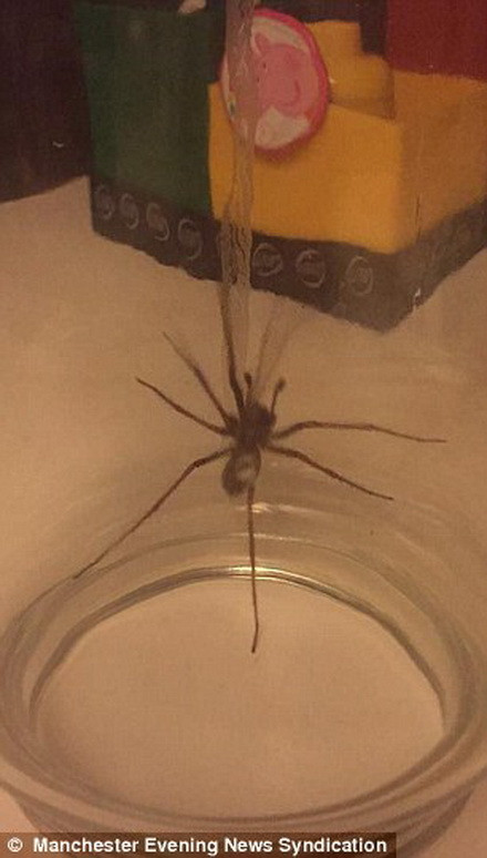 Người dân được cảnh báo không đụng trực tiếp vào những con nhện xâm lấn này.