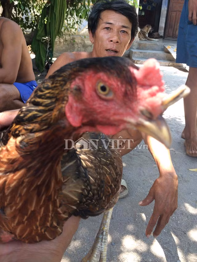 Ky la ga mai moc sung nhu… te giac o Khanh Hoa-Hinh-3