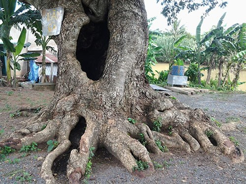 Rễ cây nhìn tựa như những cái móng vuốt khổng lồ bấu chặt xuống nền đất.