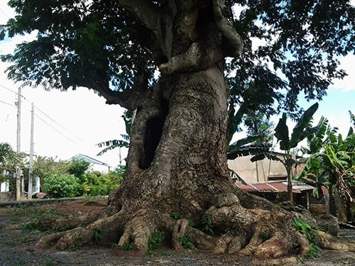 Đường kính thân cây rất lớn, phải 4-5 vòng tay người lớn ôm mới hết.