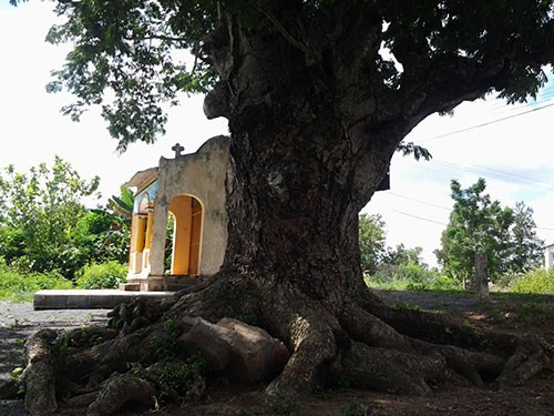 Cạnh “cụ” cây sống rắn là ngôi miếu nhỏ dân lập thờ ngũ hành nương nương. Tương truyền ngôi miếu này có từ thời vua Gia Long (Nguyễn Ánh) cùng đoàn tùy tùng lưu lạc trên đường tránh quân Tây Sơn vào thế kỷ 18 tạm trú ở mảnh đất cù lao.