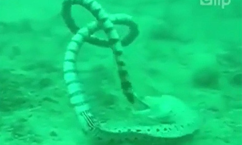 Kinh hai luon dien dung don hiem danh ran bien te liet