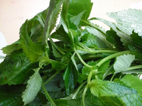 Do vậy, khi kết hợp thịt gà, muối vừng và kinh giới cùng nhau tất sẽ ảnh hưởng đến can phong sinh chứng chóng mặt, ù tai hoặc run rẩy cả người và ngứa ngáy đầu não. 