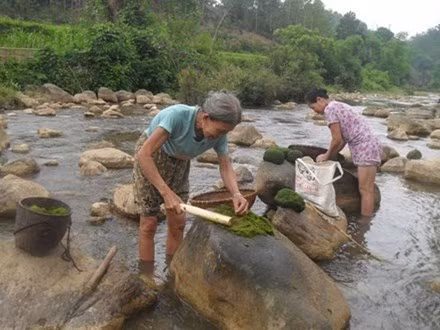 “Thung lung tien” va mon an truong tho giua rung Phu Tho