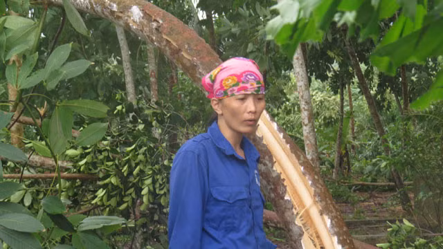 Loc xoay kinh hoang tai Quang Binh-Hinh-4