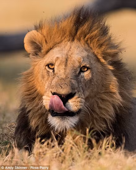 Nét mặt dữ dằn của chú sư tử.