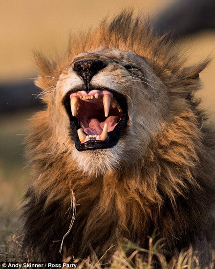 Con sư tử khoảng 8-9 tuổi.