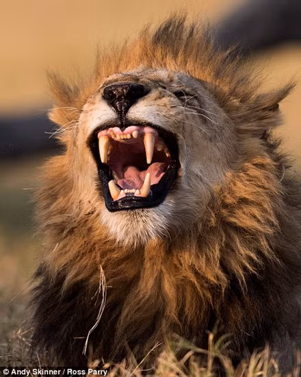 Con sư tử khoảng 8-9 tuổi.