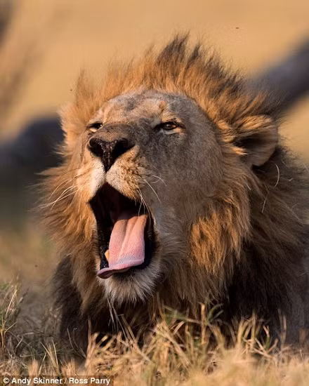 Khi thấy một chú sư tử đực thức dậy từ giấc ngủ trưa và ngáp dài, cả hai đã nhanh chóng bắt khoảnh khắc ấn tượng đó.