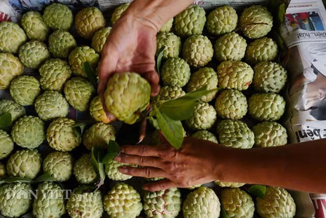 Na được phân theo từng loại 1,2,3,4.