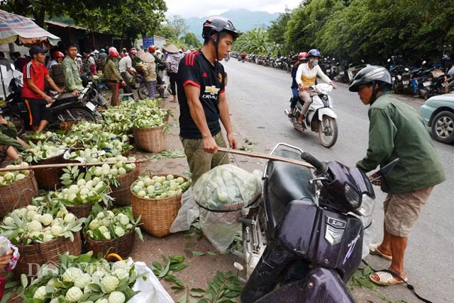 Giá na loại thường dao động khoảng từ 20.000-30.000 đồng/kg. Loại quả to đẹp có giá cao hơn, khoảng 40.000-50.000 đồng/kg.