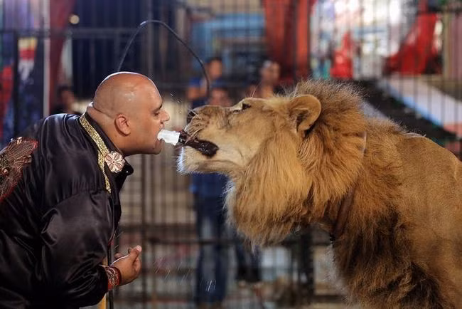 Huấn luyện viên xiếc người Ai Cập Muhammad đã có màn biểu diễn để đời khi miệng đối miệng để cho một chú sư tử ăn.