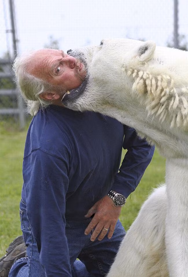 Mark Dumas, 60 tuổi đến từ Abbotsford, British Columbia đã rất dũng cảm khi dám kết bạn với một chú gấu bắc cực to lớn. Được biết gia đình Mark đã nhận nuôi chú gấu này nhiều năm trước, hàng ngày người đàn ông khác người này đều dành ra một khoảng thời gian nhất định để chơi đùa hay thậm chí tắm cùng người bạn “nhiều nanh vuốt” của mình.