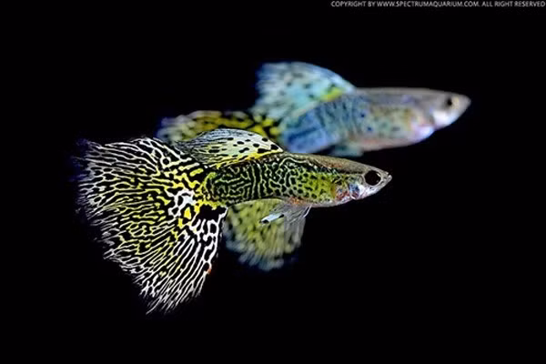 Trong điều kiện sống thích hợp, chỉ với 1 cặp bảy màu ban đầu, sau một năm đã là hàng trăm ngàn con.