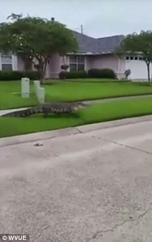 Cư dân LaPlace Erin Clesi kể lại trên trang NOLA.com: 'Một người hàng xóm của tôi đang đi trên đường thì phát hiện con cá sấu thoát ra từ cống thoát nước mưa. Anh ta sợ hãi về báo tin cho tôi và các hàng xóm khác. Sau đó, con cá sấu khổng lồ đã tiến tới nhà tôi, rồi đập mạnh vào cửa”.