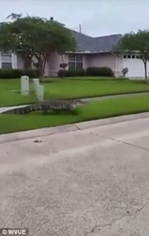 Cư dân LaPlace Erin Clesi kể lại trên trang NOLA.com: 'Một người hàng xóm của tôi đang đi trên đường thì phát hiện con cá sấu thoát ra từ cống thoát nước mưa. Anh ta sợ hãi về báo tin cho tôi và các hàng xóm khác. Sau đó, con cá sấu khổng lồ đã tiến tới nhà tôi, rồi đập mạnh vào cửa”.