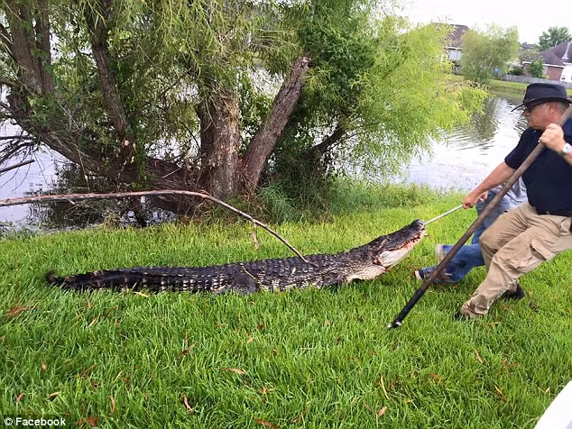 Đến thứ 7 ngày 5/9, một cư dân ở LaPlace đã chia sẻ ảnh họ bắt được một con cá sấu khổng lồ, nhưng không chắc có phải là con cá sấu đã cạy nắp cống thoát nước chui lên trước đó không. Vì vậy, người dân nơi đây vẫn rất sợ hãi mỗi khi ra đường.